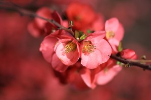 Flowering Quince Of Spring